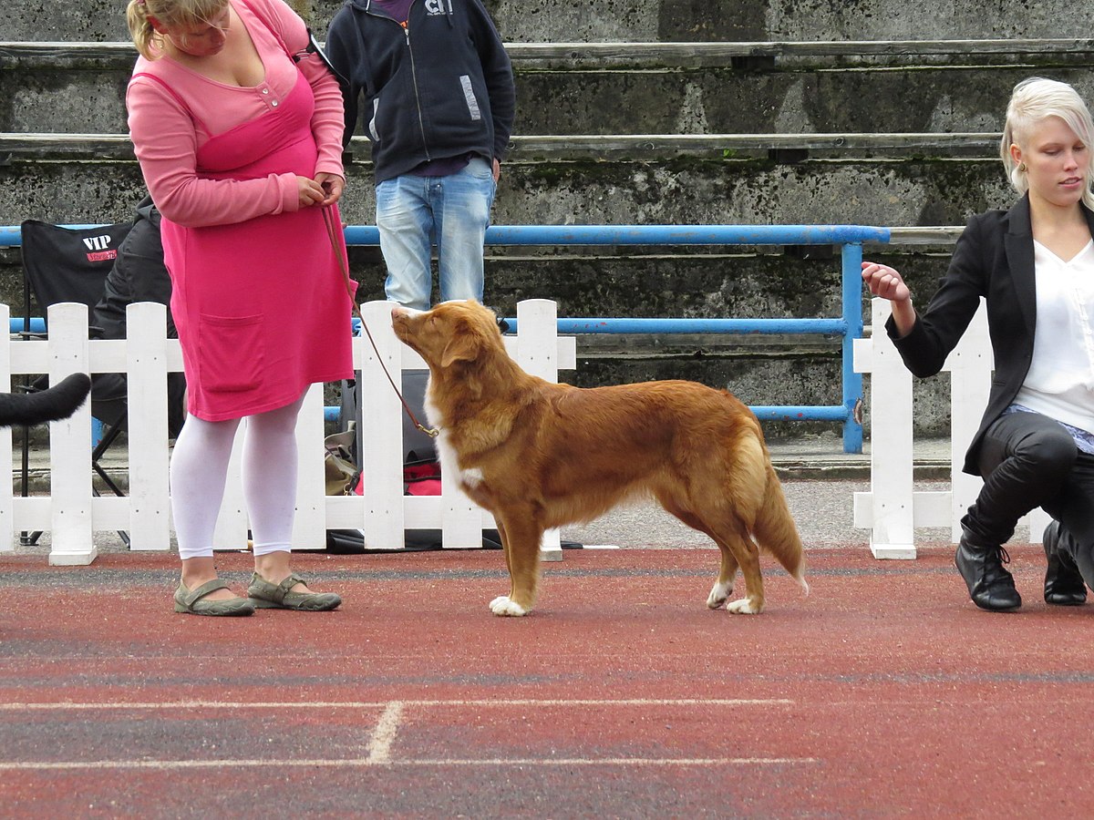 File Duck Tolling Retriever 2 Jpg Wikimedia Commons