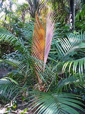 Dypsis crinita.jpg görüntüsünün açıklaması.