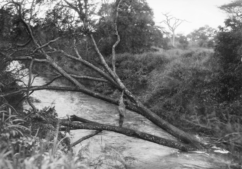 File:ETH-BIB-Auf einem Baum, der umgeknickt im Fluss liegt, steht ein Mann-Kilimanjaroflug 1929-30-LBS MH02-07-0259.tif