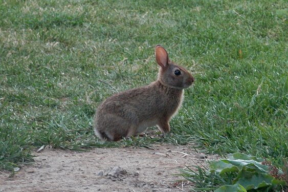 Eastern Cottontail (Sylvilagus floridanus)