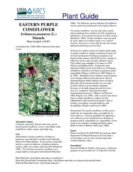 File:Eastern purple coneflower-PG.pdf