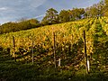 * Nomination Vineyard near Ebelsbach-Eltmann in Lower Franconia in the district of Haßberge --Ermell 08:45, 23 December 2019 (UTC) * Promotion  Support Good quality. --MB-one 17:46, 23 December 2019 (UTC)