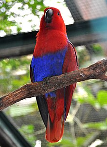 Eclectus roratus polychloros qtl1.jpg