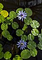 Image 664Egyptian blue lily (Nymphaea nouchali var. zanzibariensis), Botanical Garden, Uppsala, Sweden