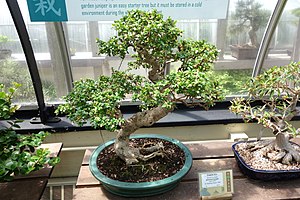 Ehretia microphylla (Ehretia buxifolia) bonsai - Krohn Conservatory - DSC03586.JPG