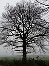 Natural monument oak west of the Oberbusch