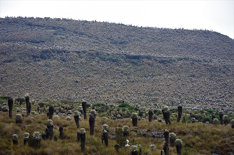 File:El páramo más hermoso del mundo.jpg