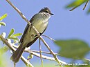 aves De Argentina