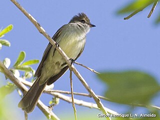 <span class="mw-page-title-main">Large elaenia</span> Species of bird