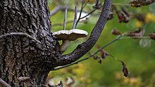 Elm oyster mushroom growing from a wound in a tree. Elm Mushroom (Hypsizygus ulmarius) - Guelph, Ontario 2015-10-11.jpg
