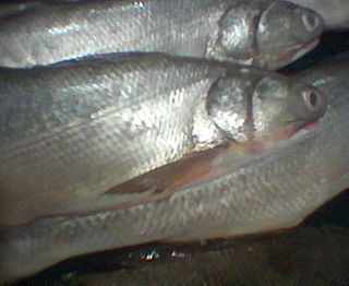 <i>Elops machnata</i> Species of ray-finned fish