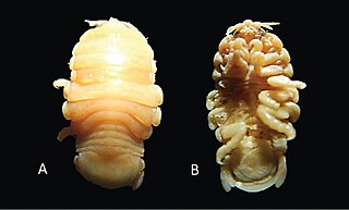 <i>Elthusa</i> Genus of crustaceans