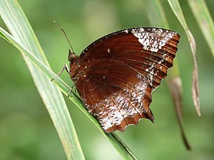 Elymnias hypermnestra race caudata (Common Palmfly), male