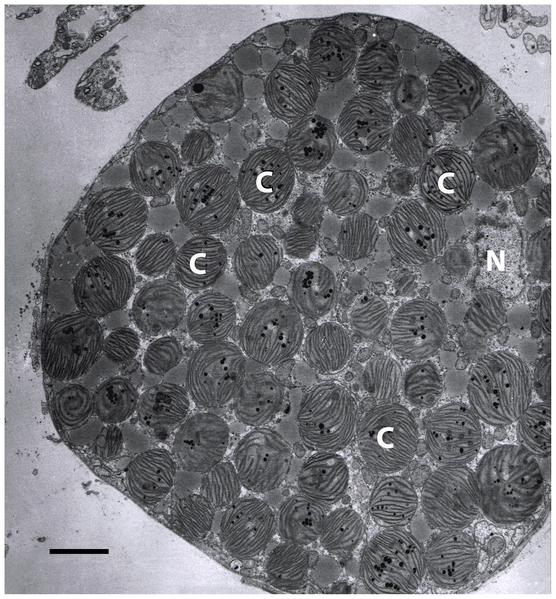 File:Elysia clarki digestive tubule cell.png