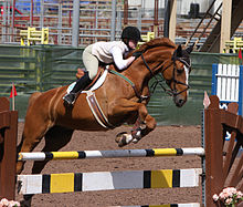 Foto de um cavalo castanho deslizando sobre um obstáculo durante uma competição.