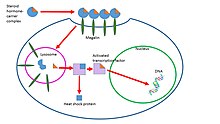 This shows a possible pathway through which steroid hormones are endocytosed and proceed to affect cells via a genomic pathway. Endocytosis of Steroid Hormones.jpg