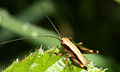 A unknown grasshopper larvae