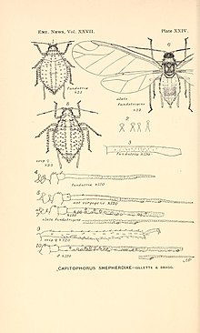 Ent. News Vol XXVII Plate XXIV.jpg