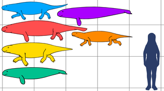 Eocene sirenians size comparison.png