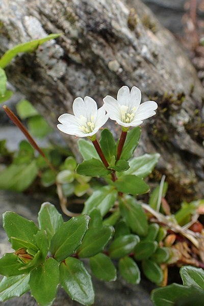 File:Epilobium glabellum kz1.jpg