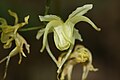 Epimedium koreanum 03.JPG