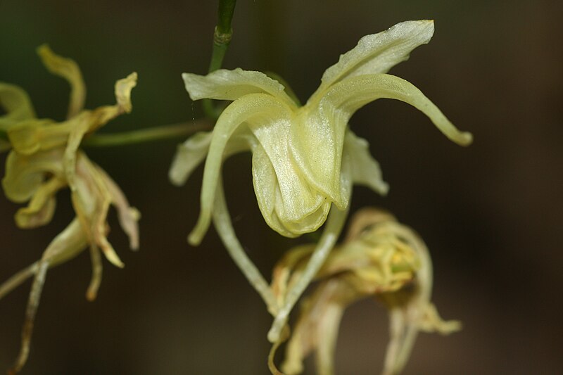 File:Epimedium koreanum 03.JPG