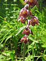 Epipactis atrorubens Germany - Kaiserstuhl