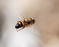 Eristalinus taeniops (Syrphidae)