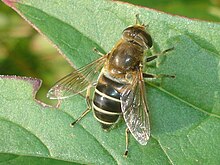 Eristalis interrupta 01.JPG