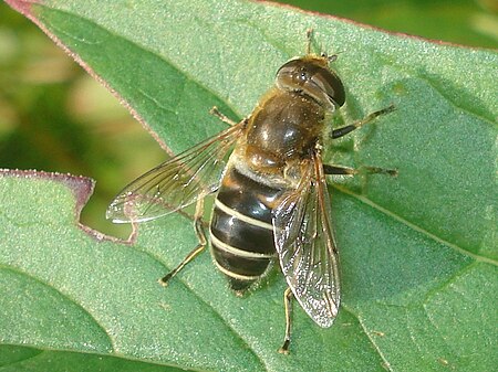 Eristalis_interrupta