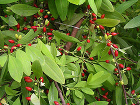 Erythroxylum Novogranatense: Loài thực vật