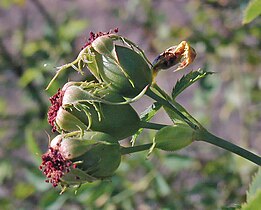 Escaramujos (Rosa sp.)