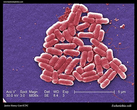 Enterobacteriaceae