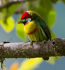 Versicolored barbet Eubucco versicolor, Versicolored Barbet, crop.jpg