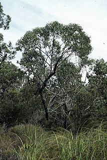 <i>Eucalyptus conglomerata</i> Species of eucalyptus