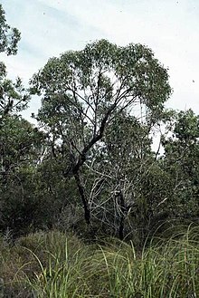 Eucalyptus conglomerata.jpg