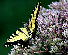 Eupatoriumfistulosum.jpg