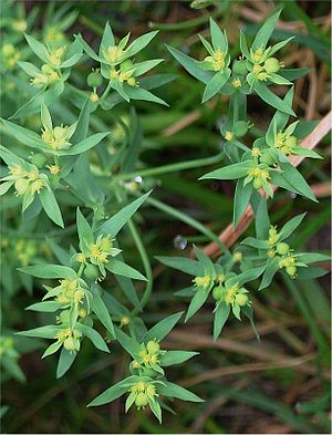 Small Spurge (Euphorbia exigua)