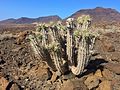 Euphorbia handiensis