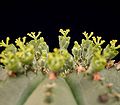 Euphorbia obesa ssp. obesa