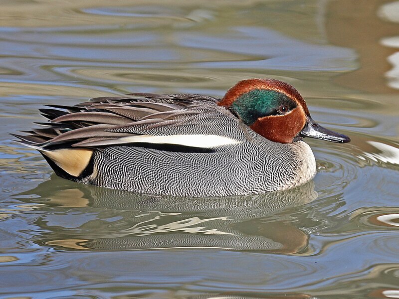 File:Eurasian Teal male RWD.jpg