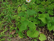 Growth form of Eurybia macrophylla, showing large, heart-shaped basal leaves and lance-shaped upper leaves Eurybia macrophylla mosbo6.jpg