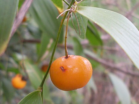 Tập_tin:Eustrephus_latifolius_6.jpg