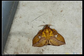 <i>Euthrix laeta</i> Species of moth