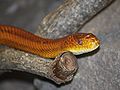 Everglades Ratsnake