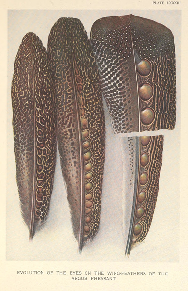 File:Evolution of eyes on Argus Pheasant feathers by Henrik Grönvold.png