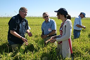 History Of Rice Cultivation