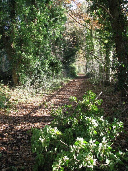 File:Fallen leaves on the path - geograph.org.uk - 1050323.jpg