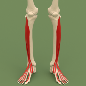 Fascial compartments of leg (anterior compartment) - anterior view.png