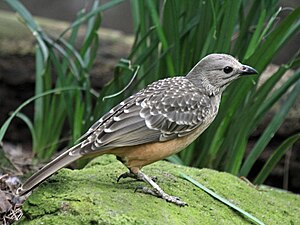 Brown-bellied bowerbird